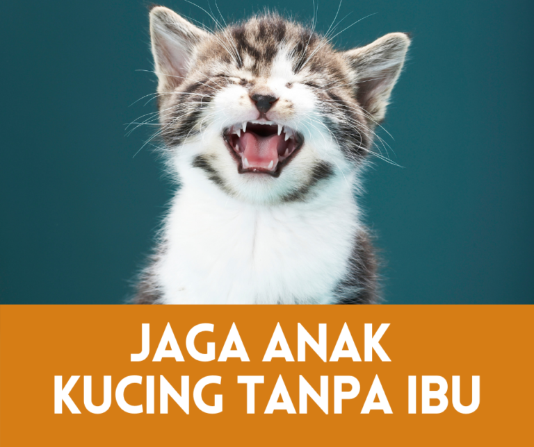 cara jaga anak kucing