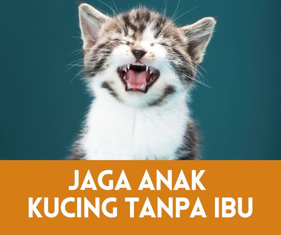 Cara jaga anak kucing baru lahir tanpa ibu