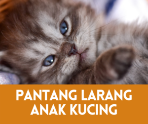 5 Pantang Larang Anak Kucing Baru Lahir 2022 • Semuanya Tentang Kucing