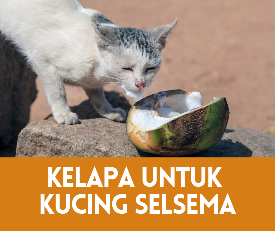 Air Kelapa Untuk Kucing Selsema