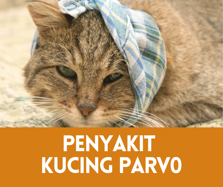 Penyakit Kucing Parvo