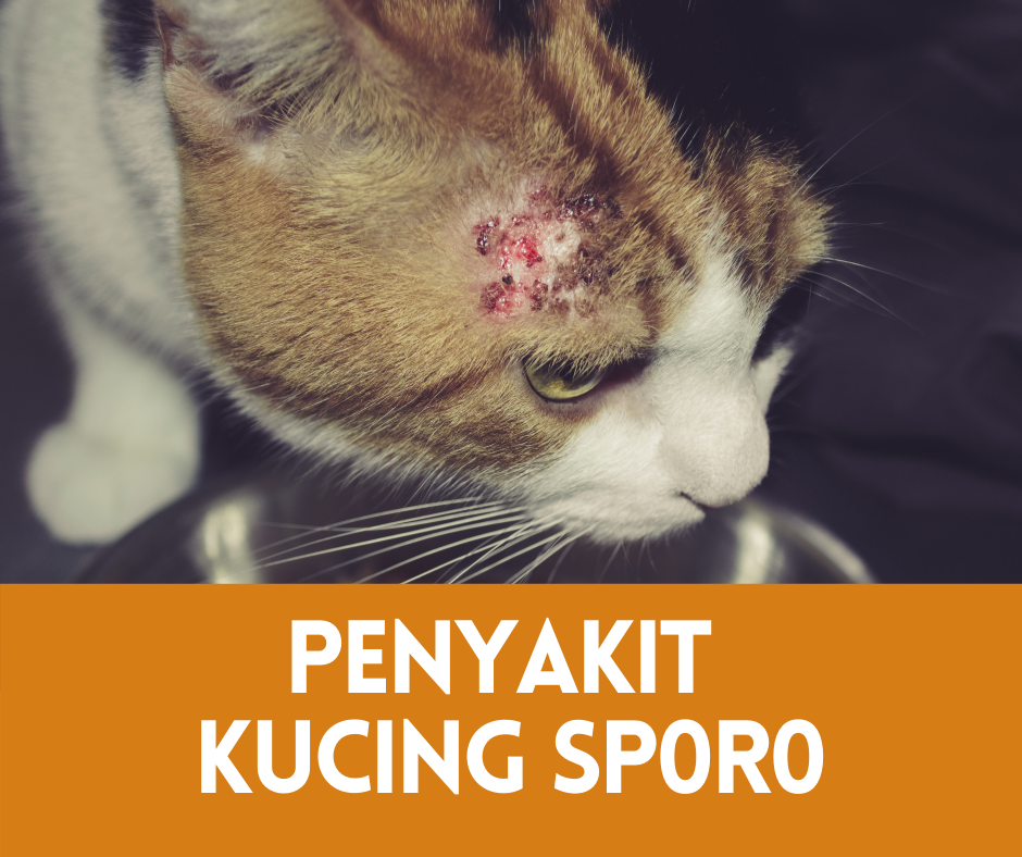 Penyakit Kucing Sporo