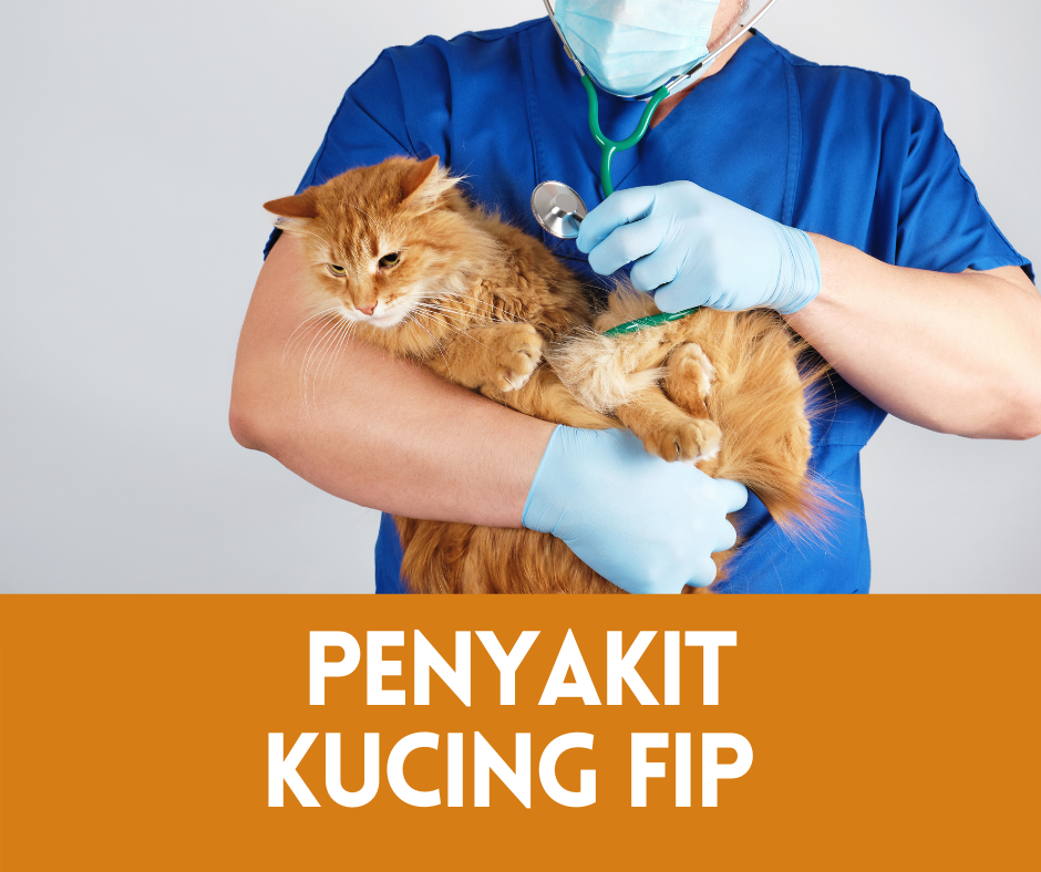 penyakit kucing fip