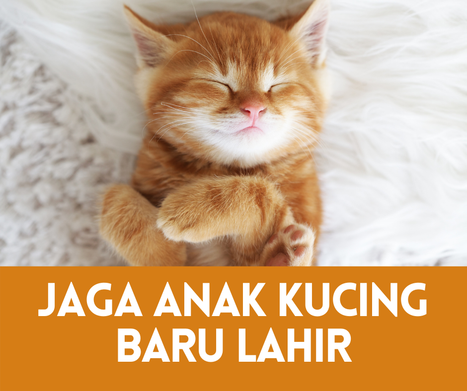 6 Cara Jaga Anak Kucing Baru Lahir 2021 Semuanya Tentang Kucing