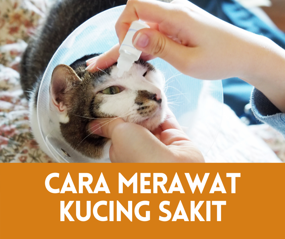 Cara Merawat Kucing Sakit