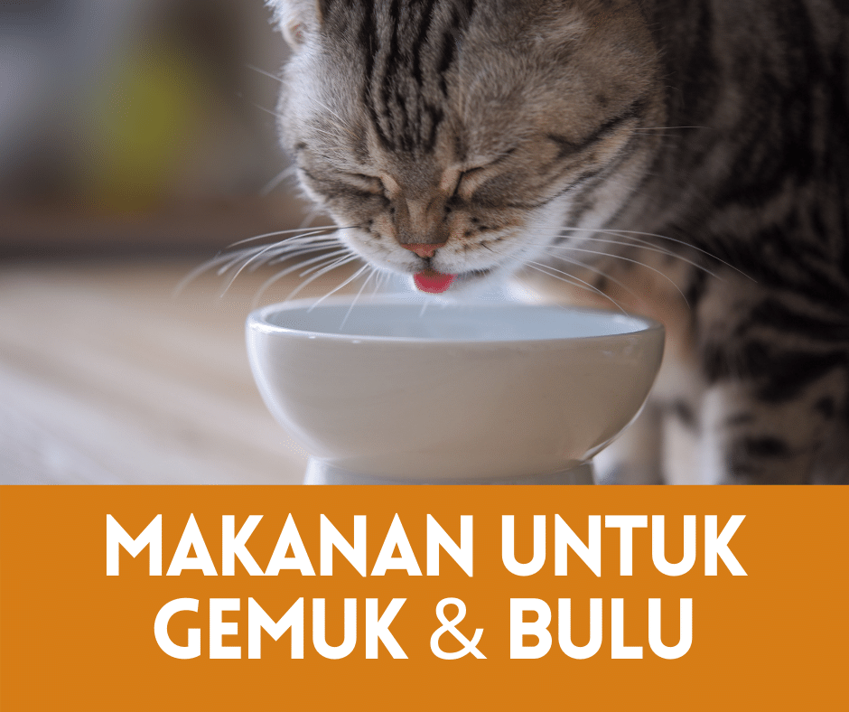 Makanan Kucing Untuk Gemuk Dan Bulu Cantik (Berkualiti) u2022 Semuanya 