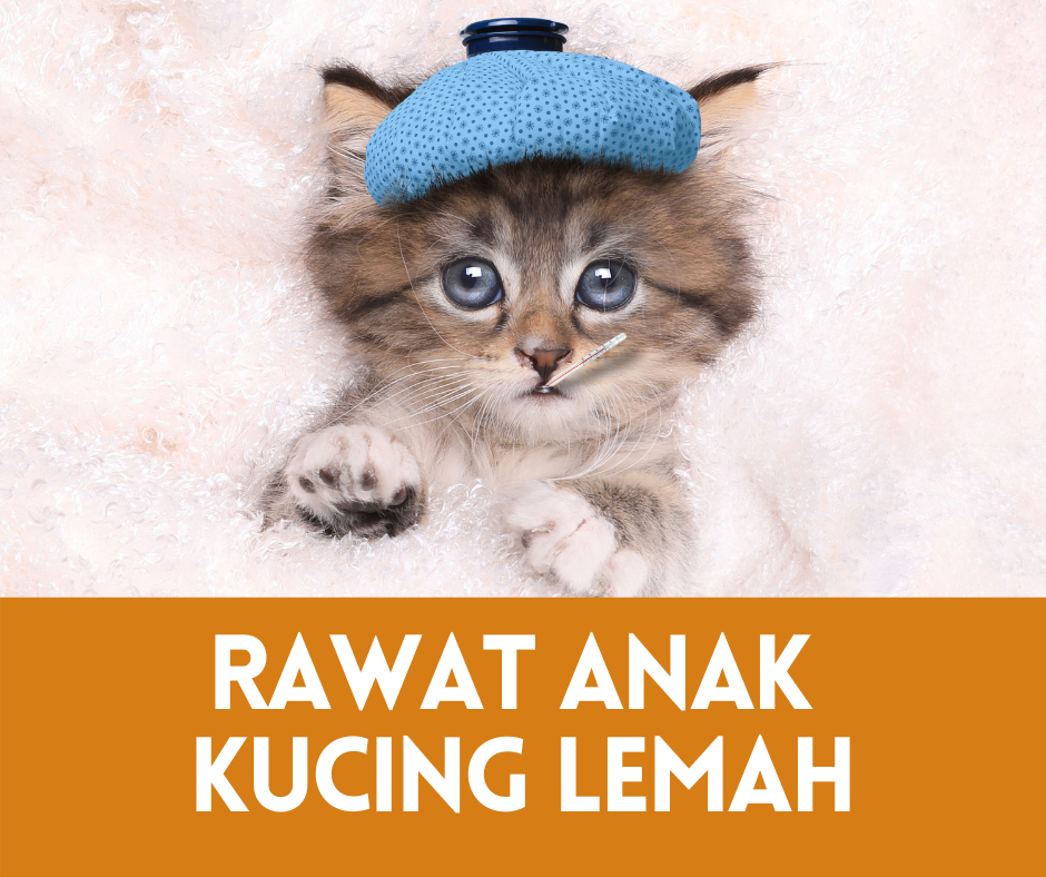 Cara Merawat Anak Kucing Yang Lemah