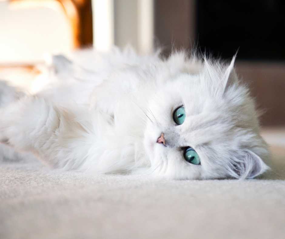 kucing persia putih