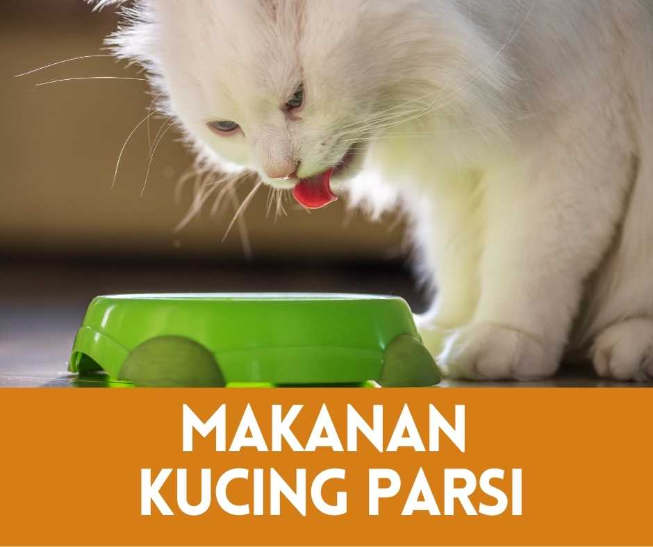 makanan kucing parsi