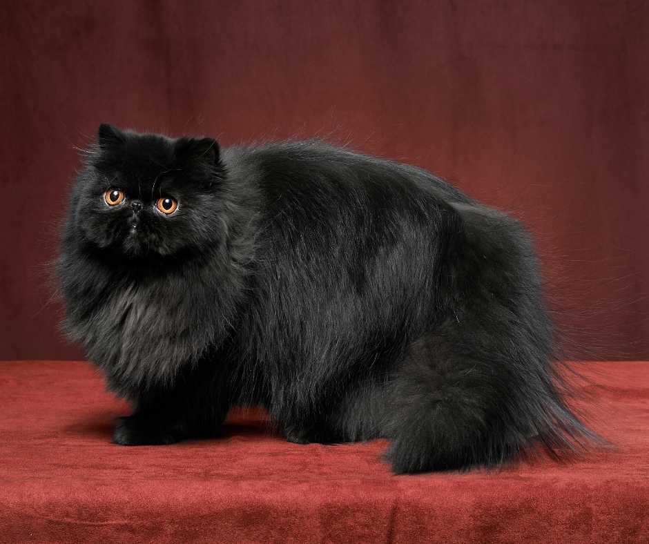 Jenis Kucing Persia