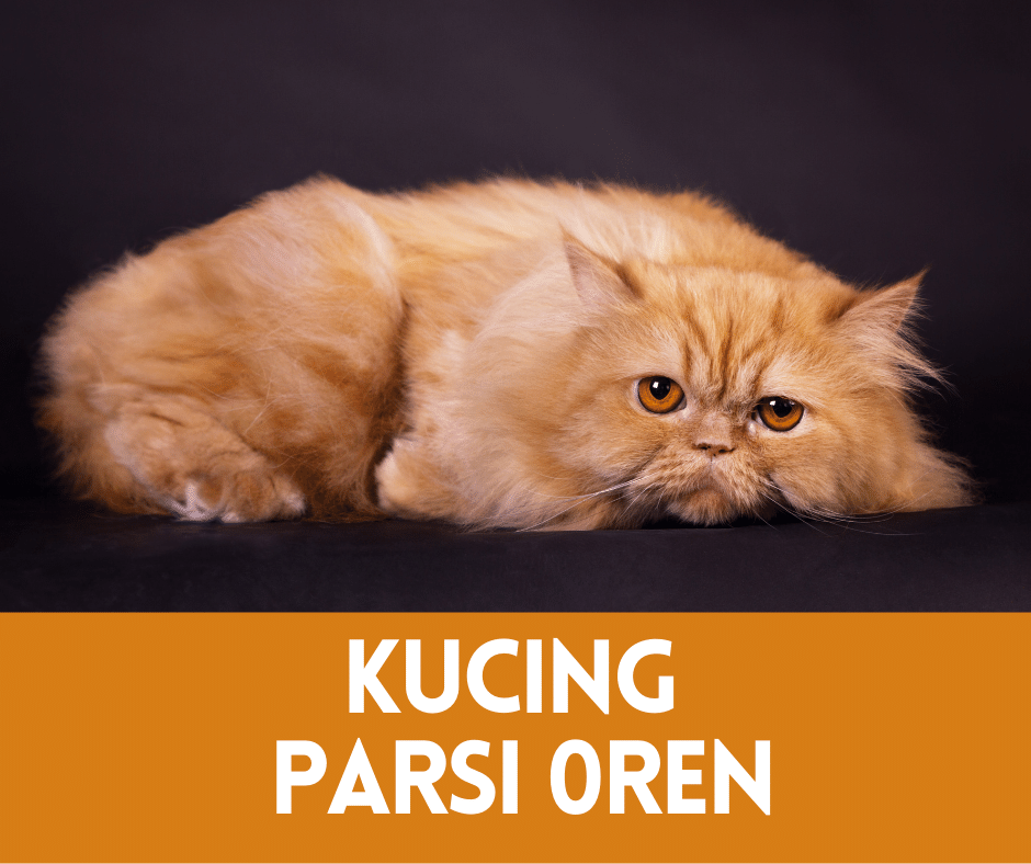 kucing parsi oren