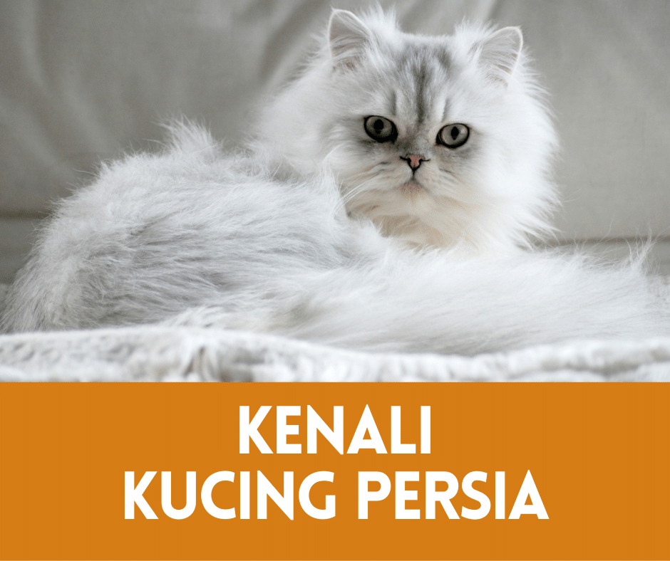 Jenis Kucing Persia