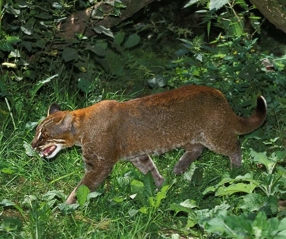 kucing hutan malaysia