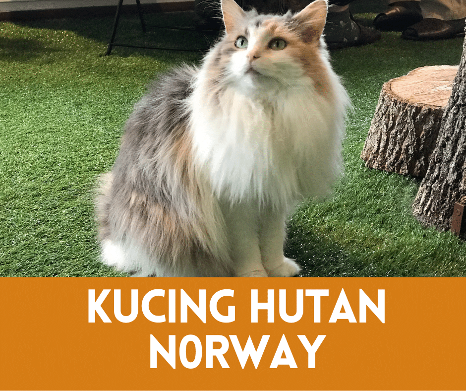 Kucing hutan Norway