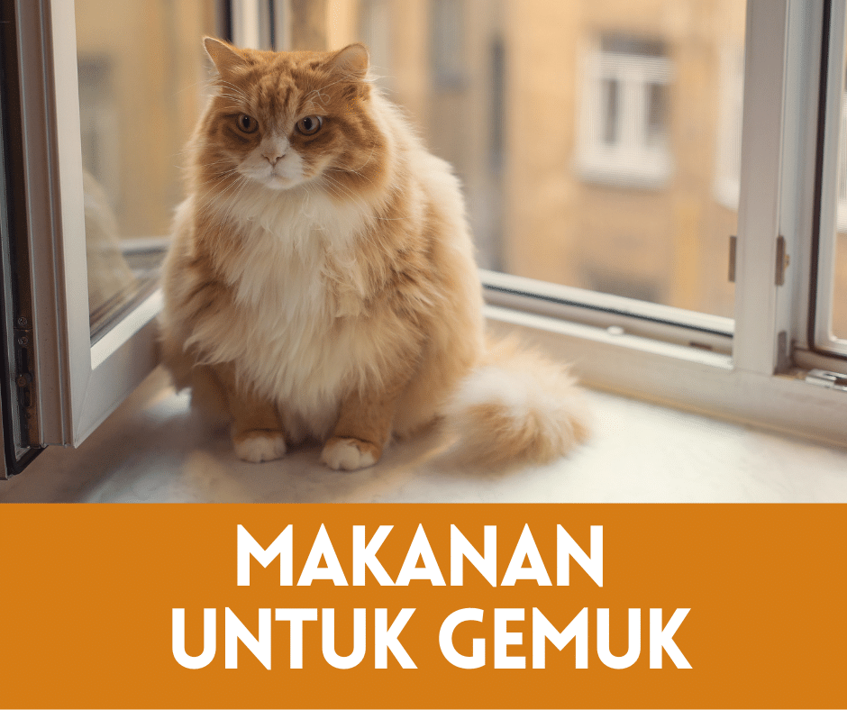 Makanan Kucing Untuk Gemuk u0026 Sihat 2021 u2022 Semuanya Tentang Kucing