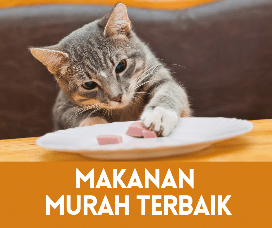 makanan kucing murah terbaik