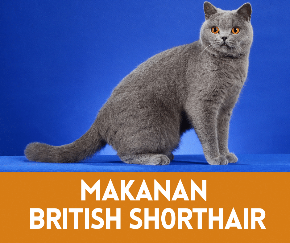 Makanan Terbaik Untuk Kucing British Shorthair