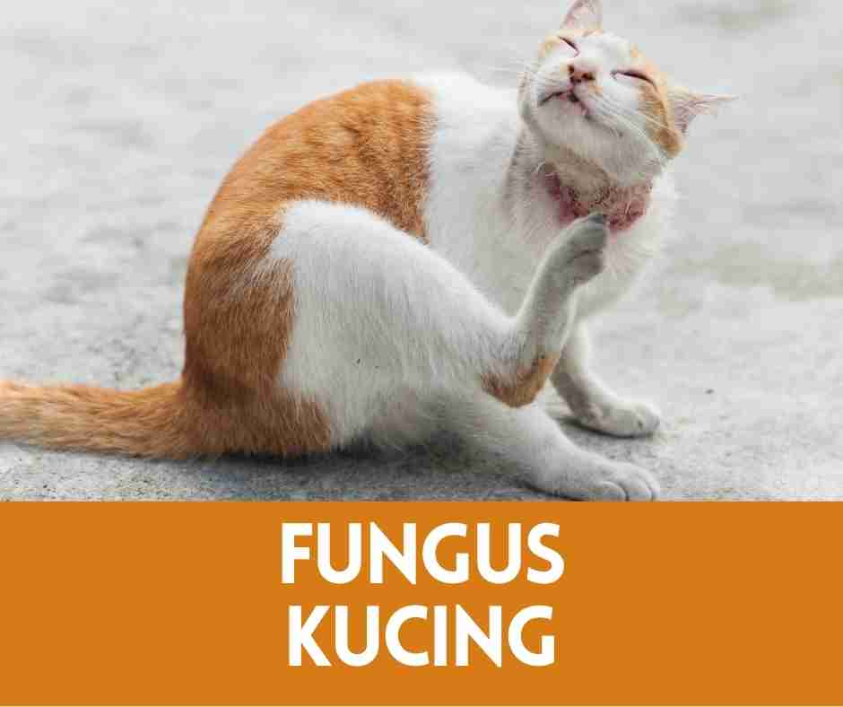 fungus kucing