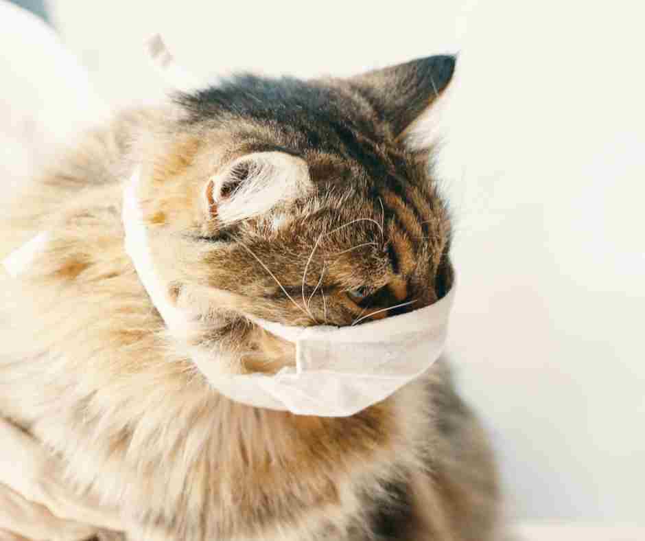 kenapa kucing bernafas laju